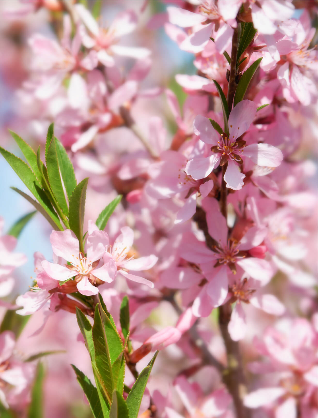 Spring